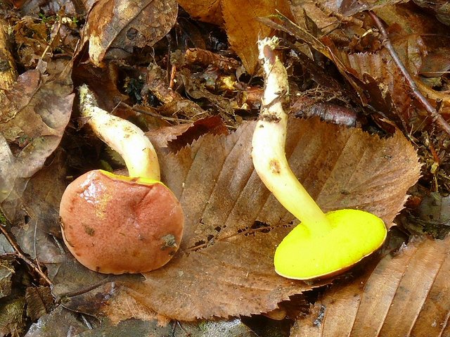Aureoboletus Gentilis